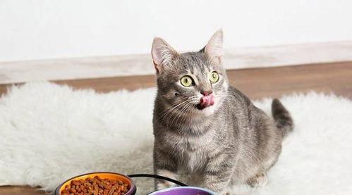 娱乐吃瓜酱猫咪